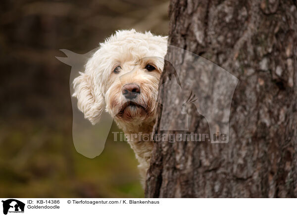 Goldendoodle / Goldendoodle / KB-14386