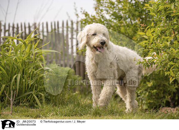 Goldendoodle / Goldendoodle / JM-20073