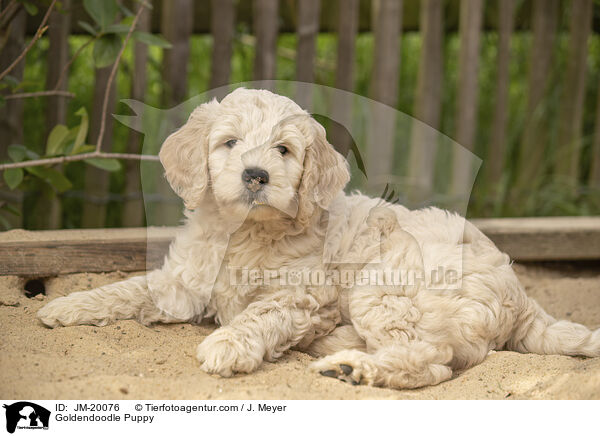 Goldendoodle Welpe / Goldendoodle Puppy / JM-20076