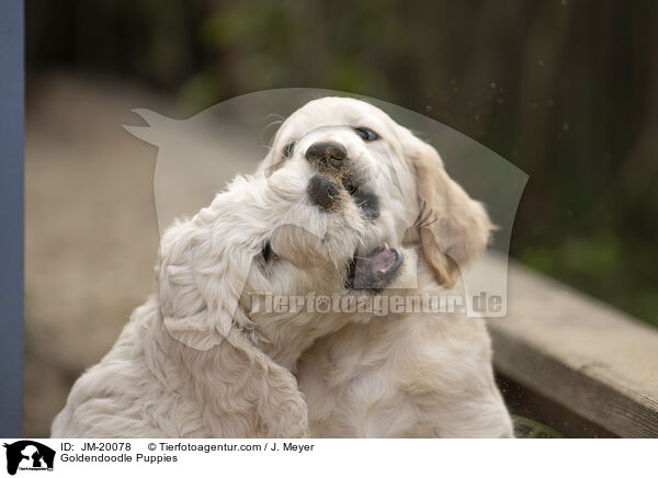 Goldendoodle Welpen / Goldendoodle Puppies / JM-20078