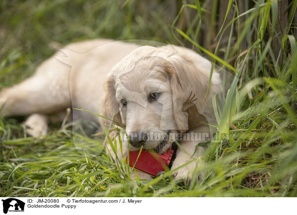 Goldendoodle Welpe / Goldendoodle Puppy / JM-20080