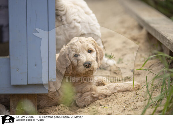 Goldendoodle Welpe / Goldendoodle Puppy / JM-20083