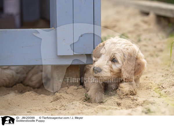 Goldendoodle Welpe / Goldendoodle Puppy / JM-20088