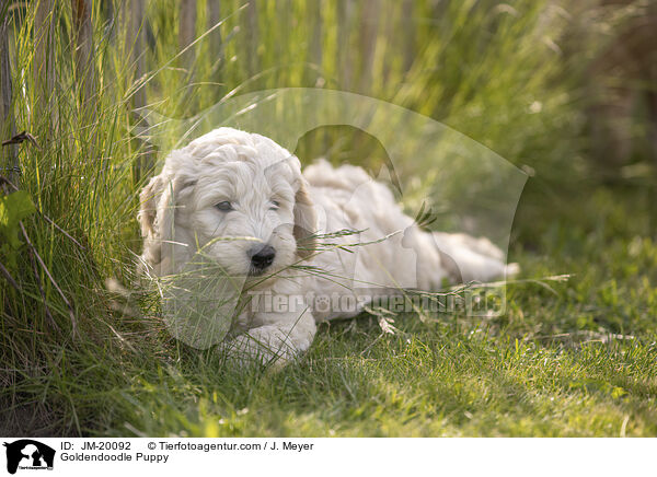 Goldendoodle Welpe / Goldendoodle Puppy / JM-20092