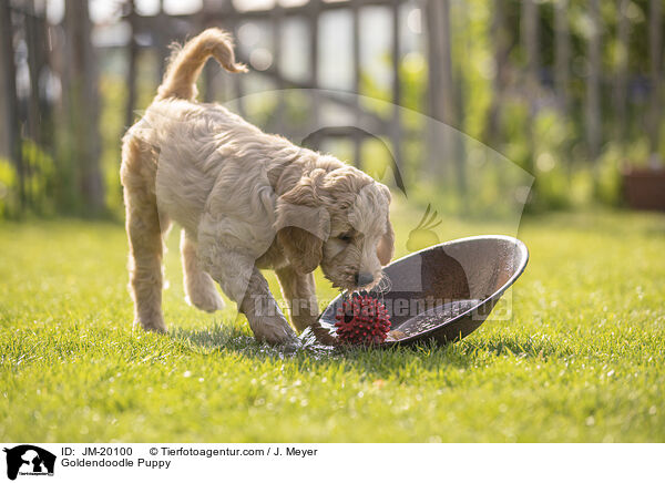 Goldendoodle Welpe / Goldendoodle Puppy / JM-20100