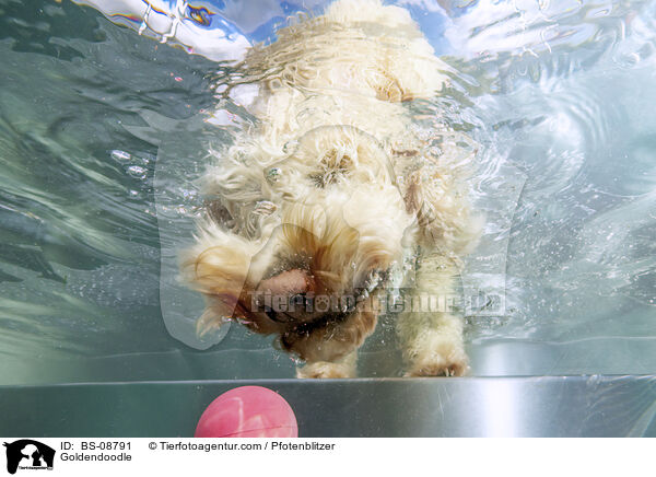 Goldendoodle / BS-08791