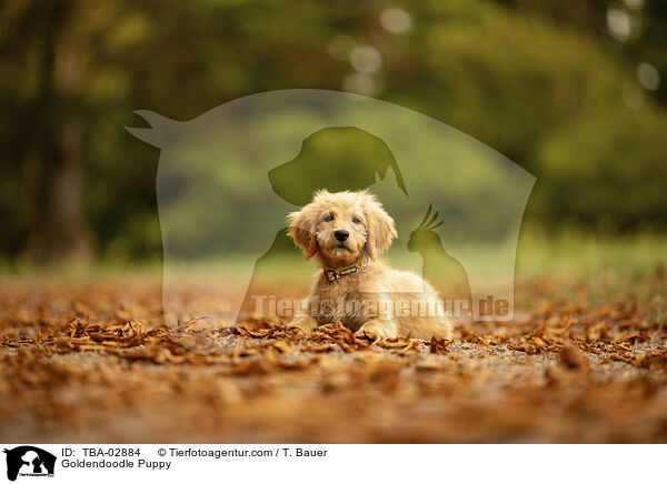 Goldendoodle Welpe / Goldendoodle Puppy / TBA-02884