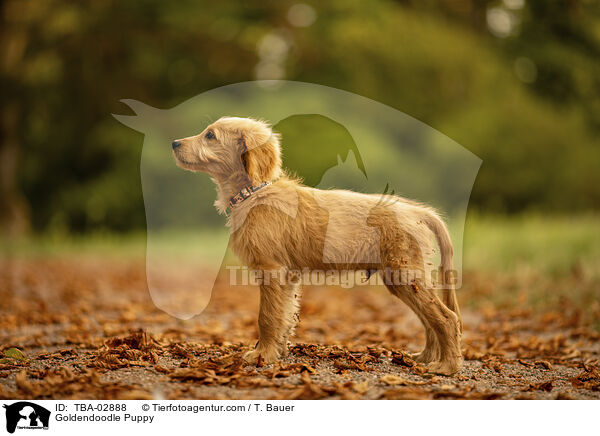 Goldendoodle Welpe / Goldendoodle Puppy / TBA-02888