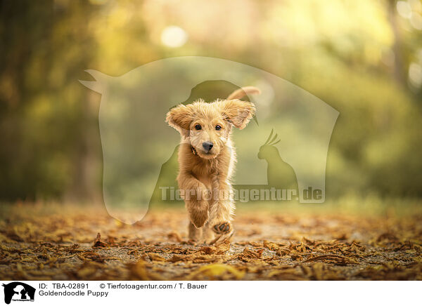 Goldendoodle Welpe / Goldendoodle Puppy / TBA-02891