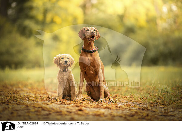 Hunde / dogs / TBA-02897