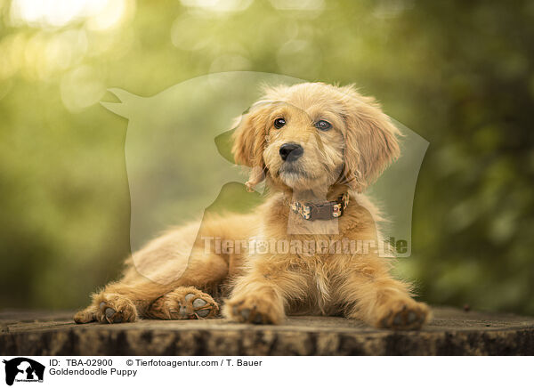 Goldendoodle Welpe / Goldendoodle Puppy / TBA-02900