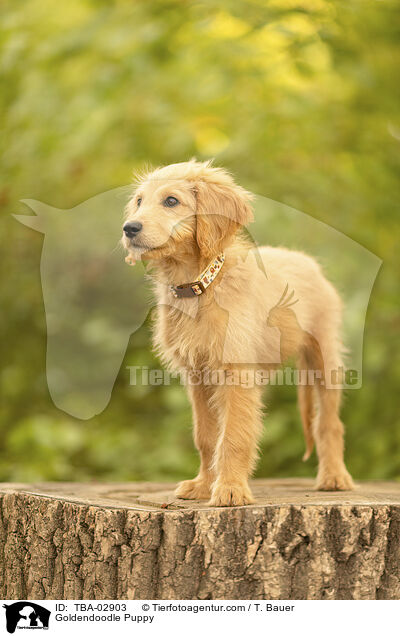 Goldendoodle Welpe / Goldendoodle Puppy / TBA-02903