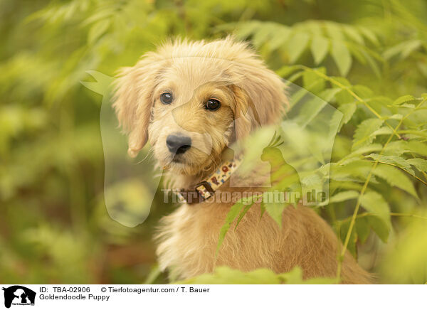 Goldendoodle Welpe / Goldendoodle Puppy / TBA-02906