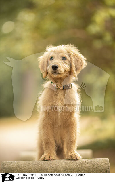 Goldendoodle Welpe / Goldendoodle Puppy / TBA-02911