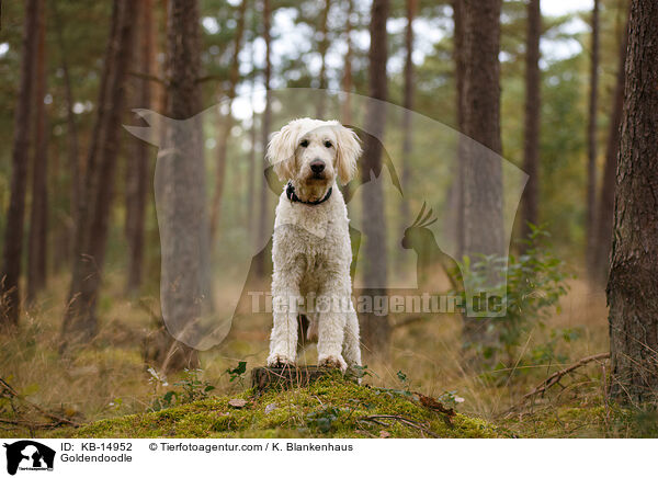 Goldendoodle / Goldendoodle / KB-14952