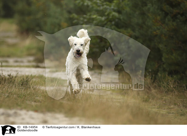 Goldendoodle / Goldendoodle / KB-14954