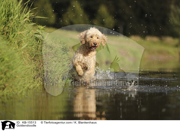 Goldendoodle / Goldendoodle / KB-15513