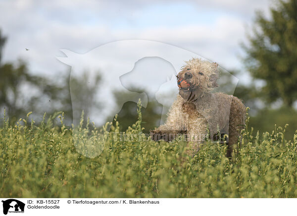 Goldendoodle / Goldendoodle / KB-15527