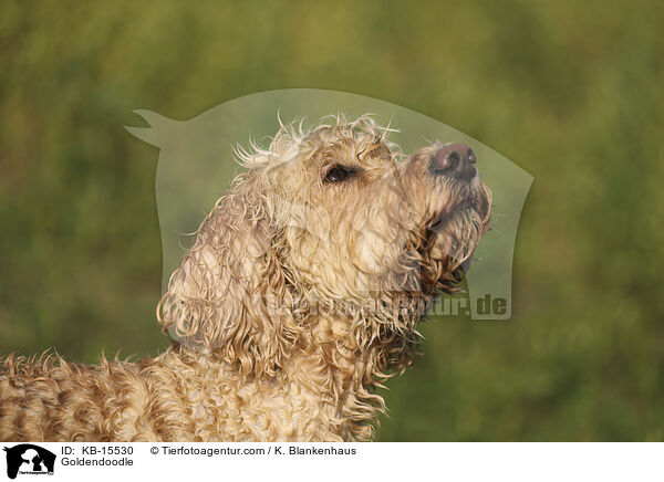 Goldendoodle / Goldendoodle / KB-15530