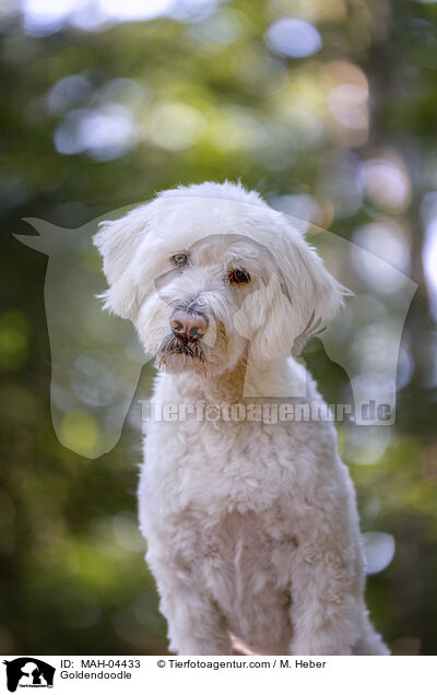 Goldendoodle / Goldendoodle / MAH-04433