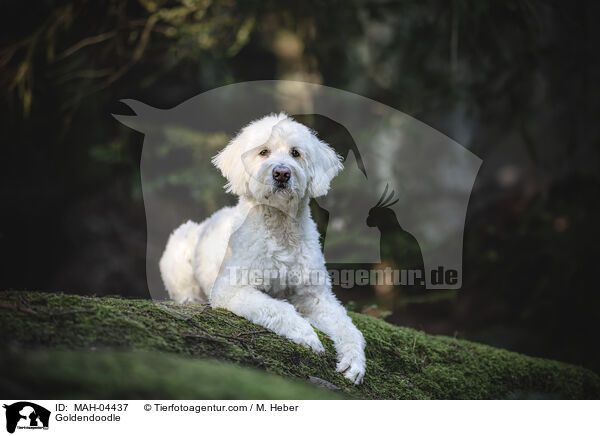 Goldendoodle / Goldendoodle / MAH-04437