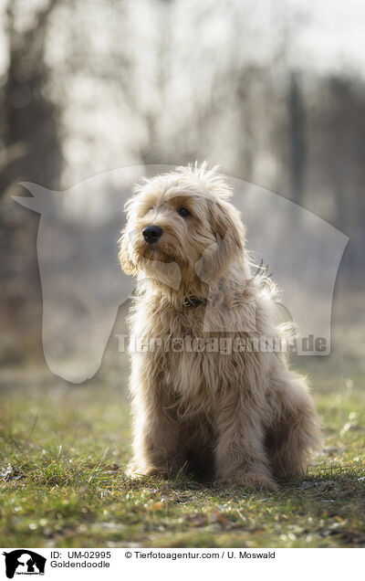 Goldendoodle / Goldendoodle / UM-02995