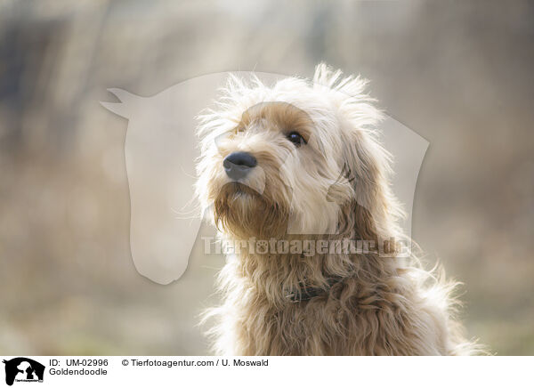 Goldendoodle / Goldendoodle / UM-02996