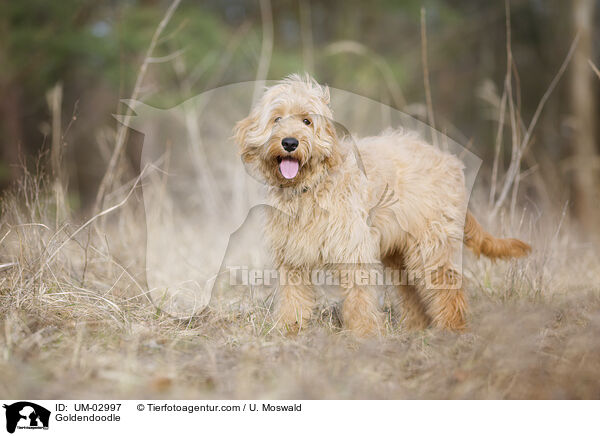 Goldendoodle / Goldendoodle / UM-02997