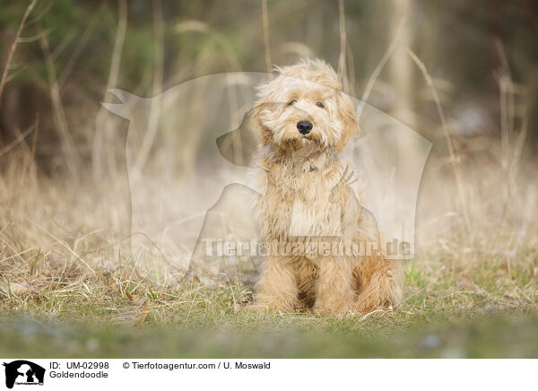 Goldendoodle / Goldendoodle / UM-02998