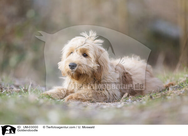 Goldendoodle / Goldendoodle / UM-03000