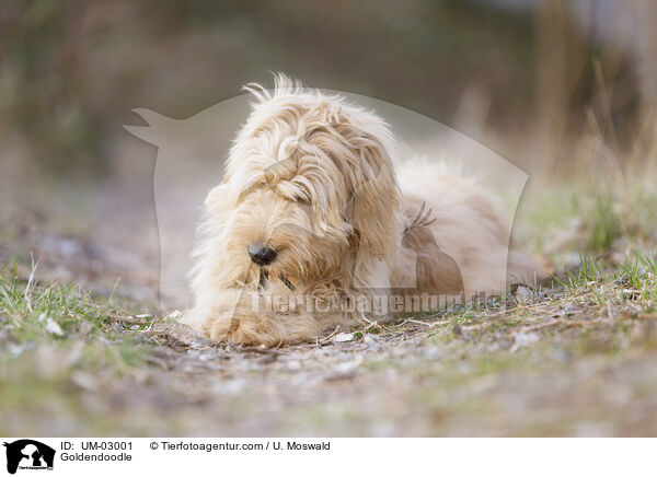 Goldendoodle / Goldendoodle / UM-03001