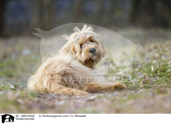 Goldendoodle / Goldendoodle / UM-03002