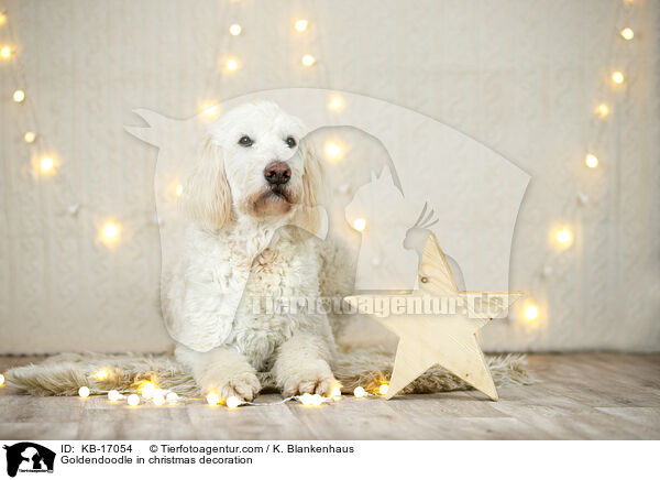 Goldendoodle in Weihnachtsdeko / Goldendoodle in christmas decoration / KB-17054