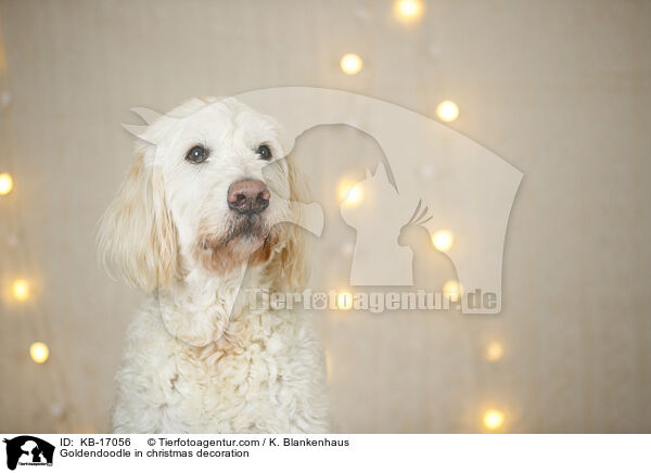 Goldendoodle in Weihnachtsdeko / Goldendoodle in christmas decoration / KB-17056