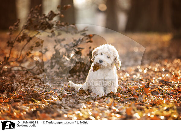 Goldendoodle / Goldendoodle / JAM-06371