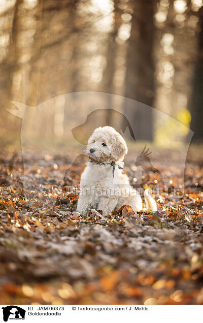 Goldendoodle / JAM-06373