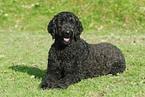 lying Goldendoodle