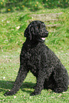 sitting Goldendoodle