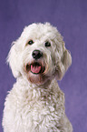 Goldendoodle Portrait