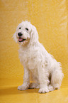 sitting Goldendoodle