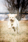 running Goldendoodle