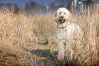 Goldendoodle