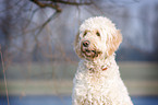 Goldendoodle Portrait