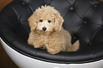 Goldendoodle puppy