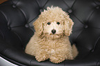 Goldendoodle puppy