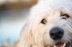 Goldendoodle eyes