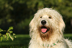 Goldendoodle Portrait