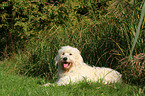 lying Goldendoodle