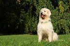 sitting Goldendoodle