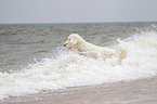 running Goldendoodle